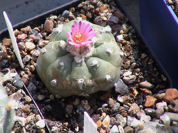 Lophophora williamsii v.friccii