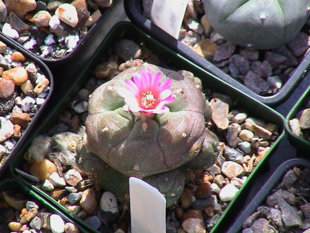 Lophophora jourdaniana