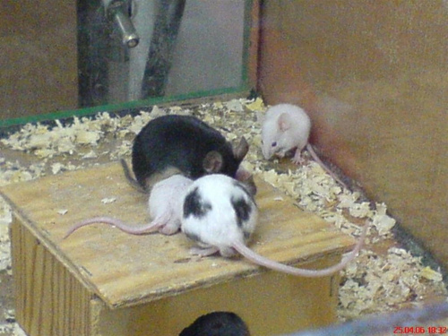 myszy