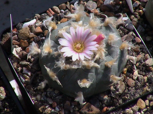 Lophophora williamsii v.texansis