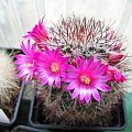 Mammillaria duoformis