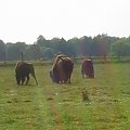 Kurozwęki-chodowla bizonów