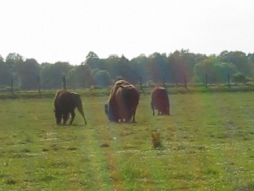 Kurozwęki-chodowla bizonów