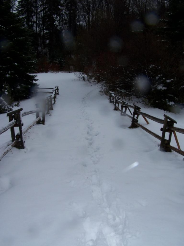 PIENINY- SROMOWCE NIżNE 2006