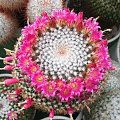 Mammillaria mystax (syn. M.neomystax)