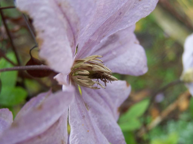 Clematis :D jeszcze kwitnie w moim ogródku ;)