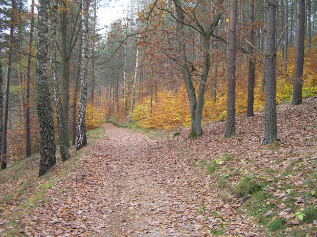 Szlak czerwony nad j. Dąbrowskim