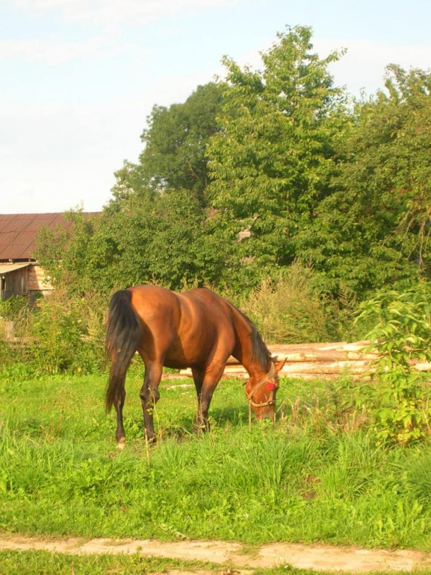 Gniada i Lalka