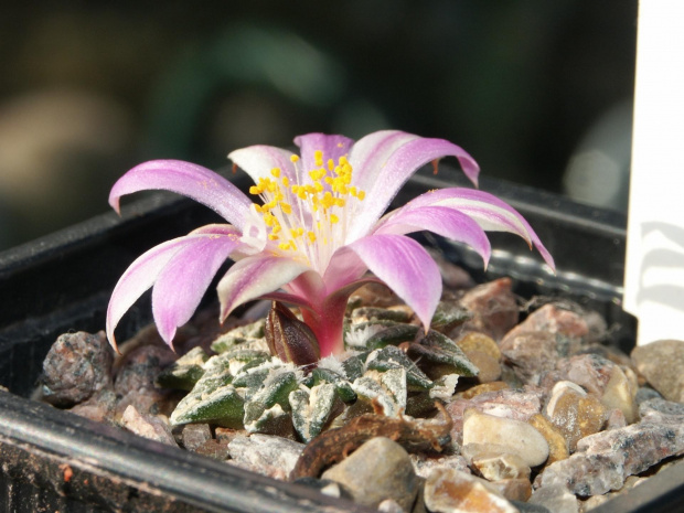 Ariocarpus kothubenus