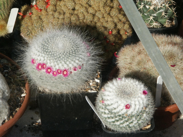 Mammillaria hahniana