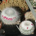 Mammillaria hahniana