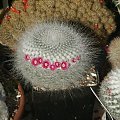 Mammillaria hahniana