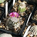 Mammillaria hernandezii