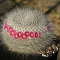 Mammillaria hahniana