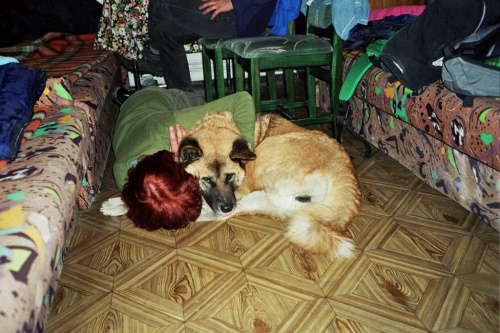G. stołowe 2003