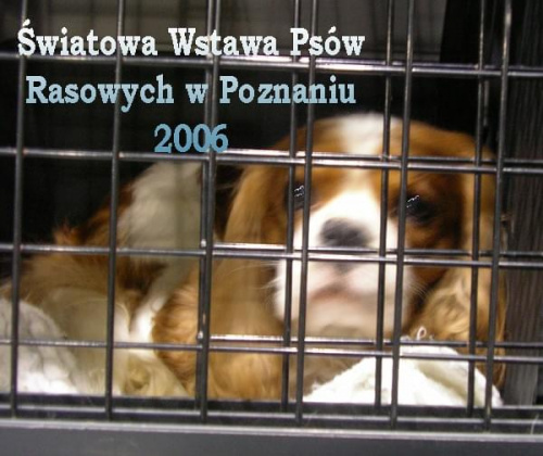 Światowa Wystawa Psów Rasowych w Poznaniu #psy #wystawa #poznań
