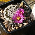 Mammillaria hernandezii