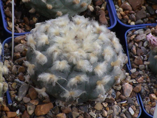 Lophophora williamsii El Huizache