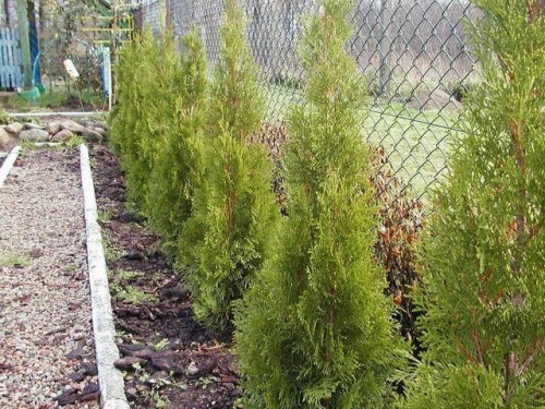 Thuja smaragd