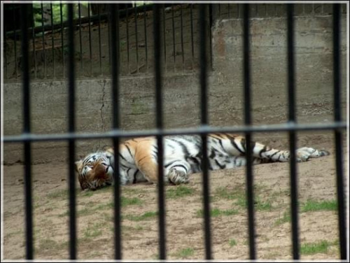 Miejsce: Oliwskie Zoo
Czas: Lato '06