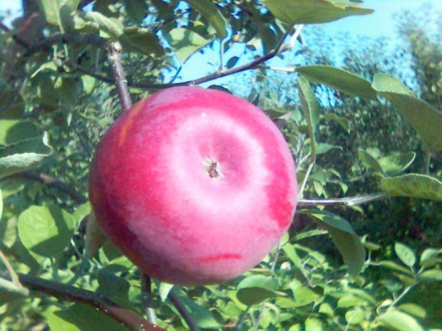 Uszyce - jabłka Cortland