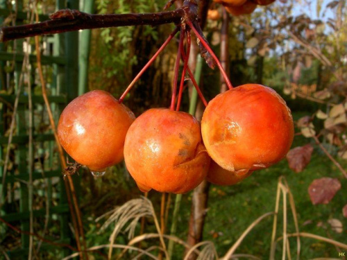 bardzo daleko od domu-wszystkim moim przyjaciołom rajskie jabłuszka z kroplami rosy,w porannym słońcu #jesień #rosliny #ogród #jabłoń #owoce