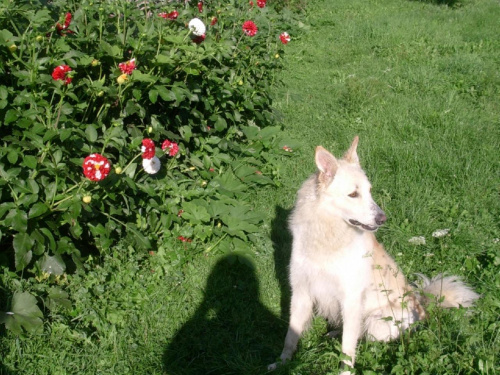 maksiu ma 2 lata jest fajnym pieskiem posłusznym lubi się bawić jest mięszanym z wilczorem .matka była wilczórem a ojciec górskim.maja ma 5 miesięcy lubi figle i psoty jest pudelkiem ,razem lubią się bawić .