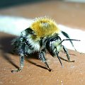 puchatek kubuś- #pszczoła