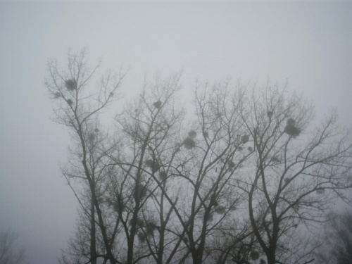 Jemioła ( we mgle ) #Łódź #StawyStefańskiego #mgła