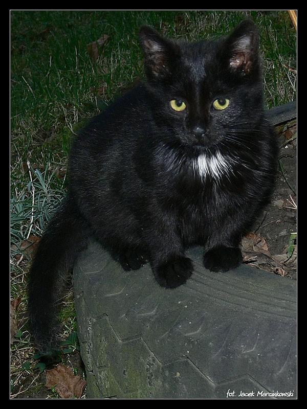 czarny kocur #kot #CzarnyKot #kocur