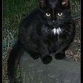 czarny kocur #kot #CzarnyKot #kocur