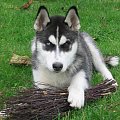 HUSKY