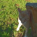 a to kotek-troszeczke w słońcu troszeczke w cieniu--ale mu dobrze
