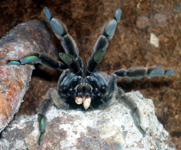 Psalmopoeus cambridgei L10