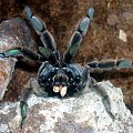 Psalmopoeus cambridgei L10