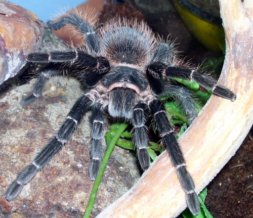 Lasiodora parahybana L8