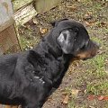 Bruno #rottweiler