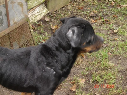 Bruno #rottweiler