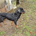Bruno #rottweiler