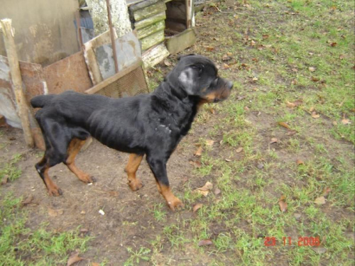 Bruno #rottweiler