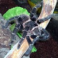 Lasiodora parahybana L8