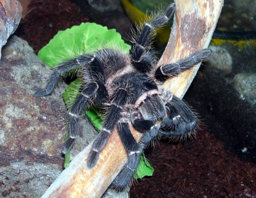 Lasiodora parahybana L8