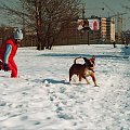 Zabawy na śniegu #amstaf #pies #ast