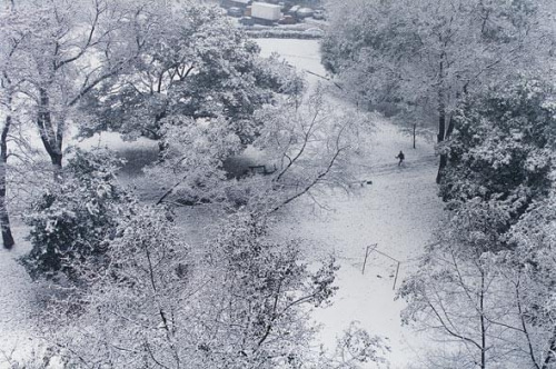 Park Niedżwiadków