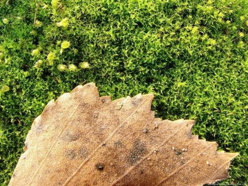 Intensywna zieleń #liście #jesień #mech #makro