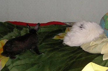 gryzaki #gryzaki #szynszyla #królik