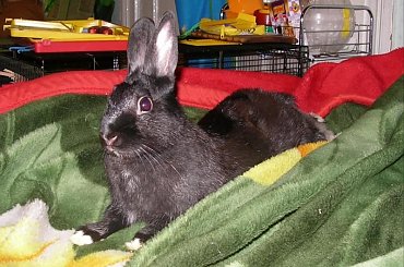 gryzaki #gryzaki #szynszyla #królik