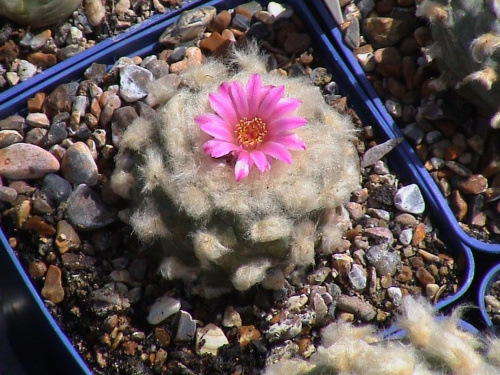 Lophophora jourdaniana