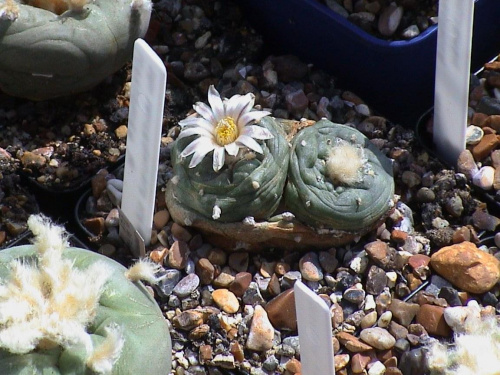 Lophophora Sp San Francisco SLP