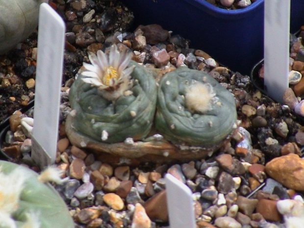 Lophophora sp_ San Francisco SLP